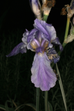 Iris pallida 'Argentea Variegata' RCP05-07 241.jpg